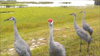 SANDHILL CRANES CALLING [upl. by Alyl]