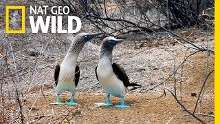 The Blue Footed Boobies Mating Dance  Wild Love [upl. by Wichern]