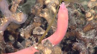 Creatures of the Deep Sea The Hagfish Myxini [upl. by Wurst]