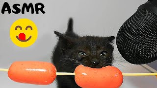 Kitten eating Sausage ASMR [upl. by Durning]