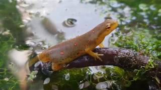 Eastern Newt Care Guide Part 1 [upl. by Ttelrats160]