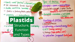 Plastids  Types Functions and Structure  Examples from Daily Life [upl. by Kared]