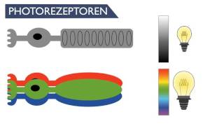 Sinnesphysiologie des Auges SynapsenErregungsübertragung  BioBox [upl. by Calisa622]