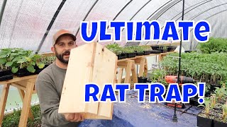 No More Rats Easy Homemade Rat Trap [upl. by Eelyr911]