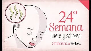 SEMANA 24 de Embarazo  6º Mes  Semana a semana [upl. by Naimed790]