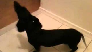 4 month old mini dachshund howling away [upl. by Alset]