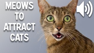 Sounds that attract cats  Meow to make cats come to you [upl. by Winwaloe]