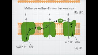 Cellandningen Biologi 2 [upl. by Notyal]