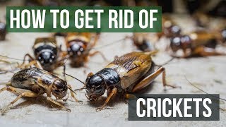 How to Get Rid of Crickets 4 Easy Steps [upl. by Eeramit724]