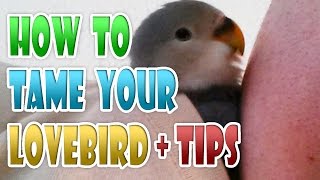 How To Tame Your Lovebird in 5 STEPS amp TIPS Taming Agapornis Tamed Love Bird Parrot [upl. by Tnairb]