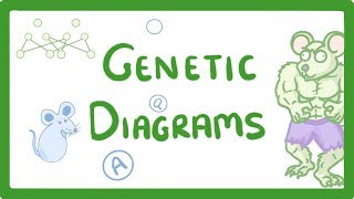 GCSE Biology  Genetic Diagrams 73 [upl. by Aceissej]