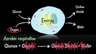 Respiration Aerobic vs Anaerobic [upl. by Curnin]