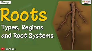 Roots Types Regions Root Systems  Biology  iKen  iKenEdu  iKenApp [upl. by Kina]