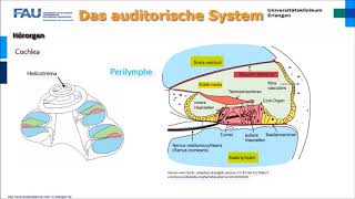 Neurophysiologie ─ Das auditorische System [upl. by Mooney]