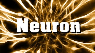 Neurobiologie Das Neuron Nervenzelle [upl. by Yebba]