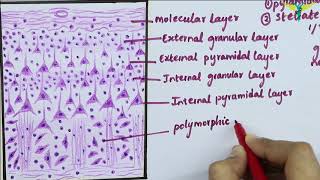 Histology of Cerebral Cortex [upl. by Ebert]