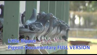 Little Ripper  Pigeon Racing Documentary [upl. by Darton60]