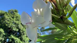 Pachypodium lamerei  Madagascar Palm [upl. by Winou]