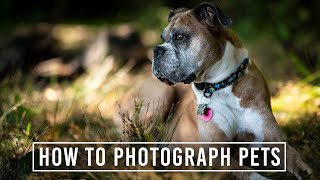 How to Photograph Your Pets  Pet Photography Tips [upl. by Jaylene]