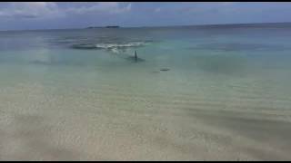 Ataque de tiburón martillo en la playa cable beach Nassau en Bahamas [upl. by Hahn]