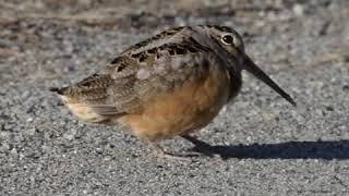 Funky American Woodcock [upl. by Robison]