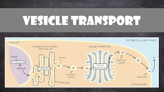 Vesicle Transport within Cells  Cell Biology [upl. by Allegra]