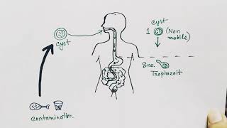 Entamoeba histolytica life cycle  hindi   Amoebic dysentry  parasitic protozoan [upl. by Clareta608]