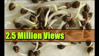 Seed Germination Paper Towel  How to Start Seeds Fast [upl. by Mook]