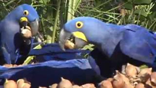 Hyacinth Macaws feeding in Brazil [upl. by Baudelaire]