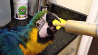 Handfeeding macaw [upl. by Arras]