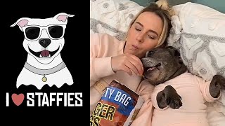 NEW Staffordshire Bull Terrier Video Compilation CUTE amp FUNNY MOMENTS  STAFFY LOVE 💕 [upl. by Ylek105]