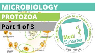 Protozoa  Microbiology  USMLE STEP 1  Part 1 of 3 [upl. by Acisset]