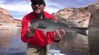 Lake Powell Striped Bass Fishing 101 [upl. by Porty]