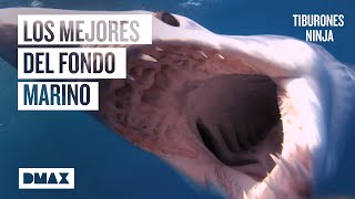 Los 6 tiburones más hábiles feroces y letales del océano  Tiburones [upl. by Venola]