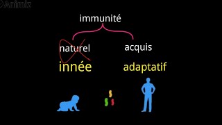 immunité innée L2  شرح بالدارجة [upl. by Palecek]