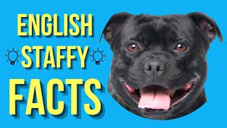 Staffordshire Bull Terrier Top 10 Facts English Staffy [upl. by Tenahs]