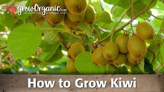 How to Grow Organic Kiwi [upl. by Saihtam]