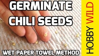 HOW TO GERMINATE CHILI SEEDS Wet Paper Towel Method [upl. by Aylward]