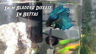 How to Heal Swim Bladder Disease in Bettas [upl. by Ardnasxela]