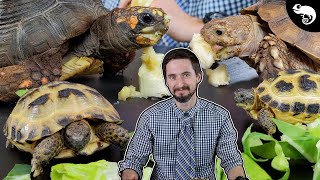 Why Tortoises Are The Best Pet Reptiles [upl. by Shaver]