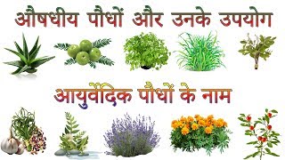 औषधीय पौधों और उनके उपयोग  Ayurvedic Plants Information In Hindi  आयुर्वेदिक पौधों के नाम [upl. by Adora356]