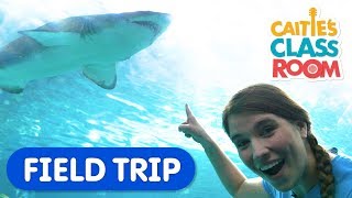 Explore Underwater Animals At The Aquarium  Caities Classroom Field Trip  Shark Video for Kids [upl. by Osborne]