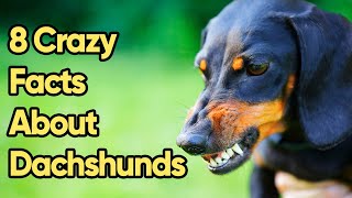 8 Crazy Facts About Dachshunds You Need To Know [upl. by Suiremed]