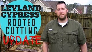 HOW TO PROPAGATE LEYLAND CYPRESS 2019 UPDATE [upl. by Manville]