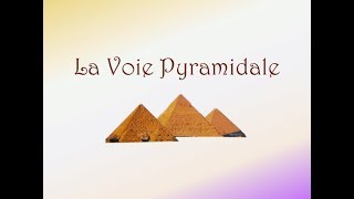 Neurofacile 1  La Voie Pyramidale [upl. by Krongold]