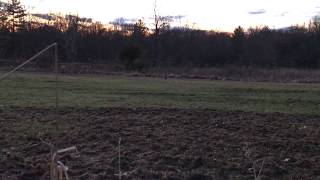 American Woodcock Courtship Display [upl. by Yneffit356]