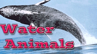 Water Animals for Children  Kids Learning Videos [upl. by Hpesojnhoj]