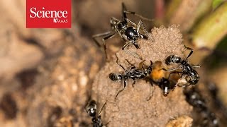 Ants rescue injured comrades from termite battles [upl. by Ailat]