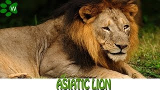 Asiatic Lion  The King of the Jungle [upl. by Grussing]