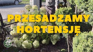 Jesień  idealna pora na przesadzanie hortensji [upl. by Nyra]